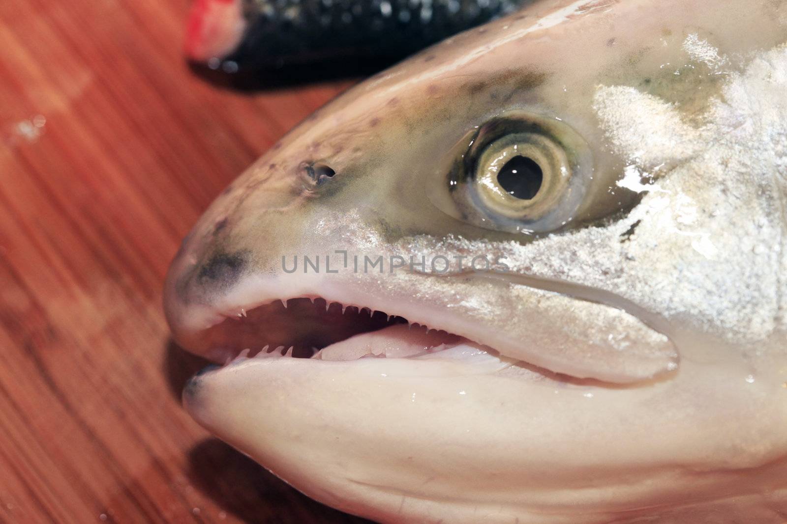 Head of salmon close-up on a wooden board