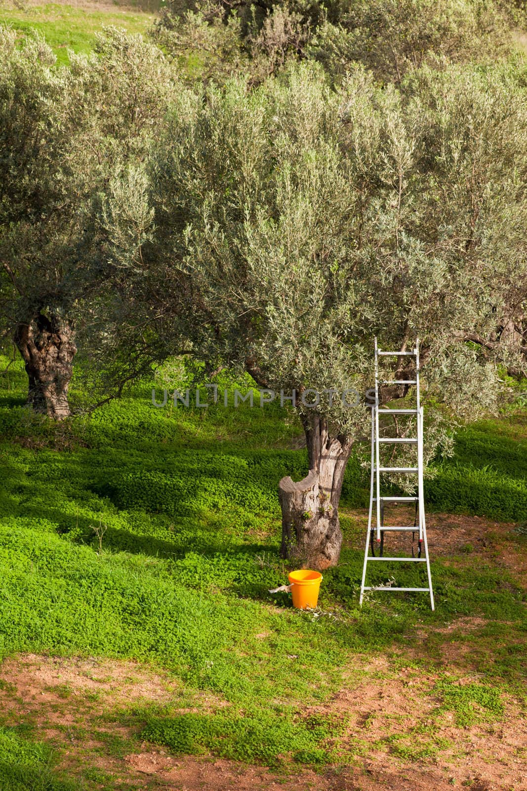 Olive tree garden being harvested: metal ladder leaning in olive tree (Olea europaea) with bucket at the bottom.