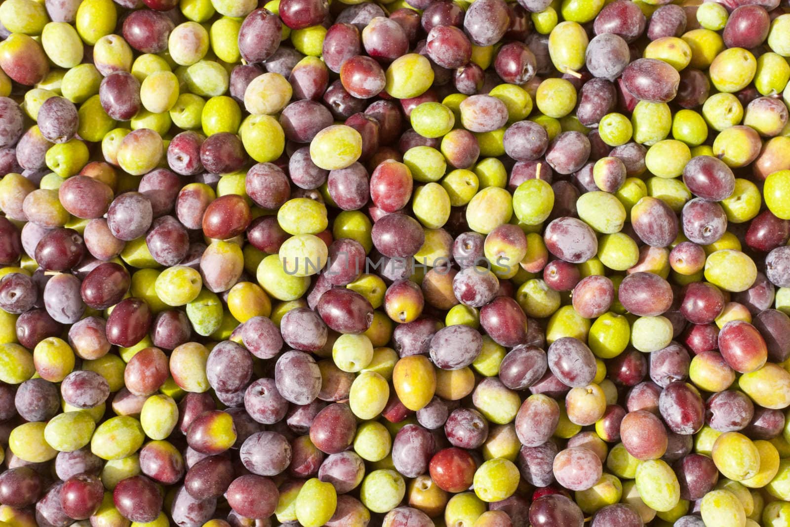 Background texture pattern of freshly harvested green and black (red) olives close-up.