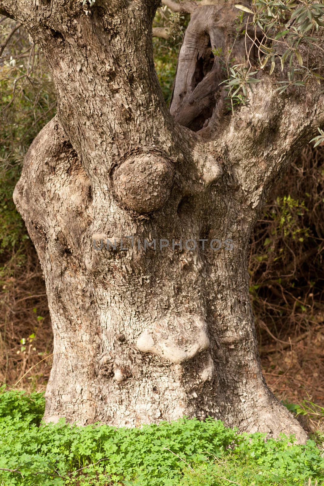 Old Olive Tree Trunk by PiLens