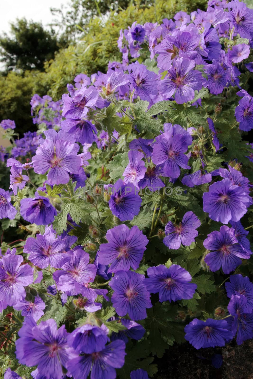 a close up of purple flowers in full bloom