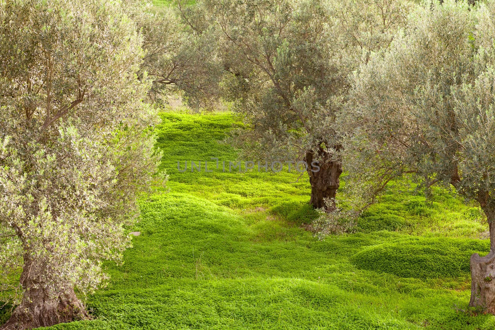Grove of olive trees (Olea europaea) with dense cover of clover on the ground.