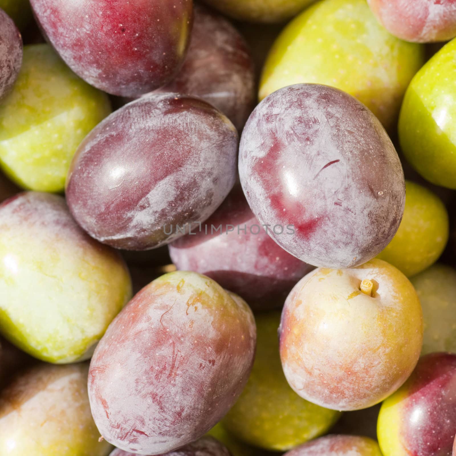 Background texture pattern of freshly harvested green and black (red) olives close-up.