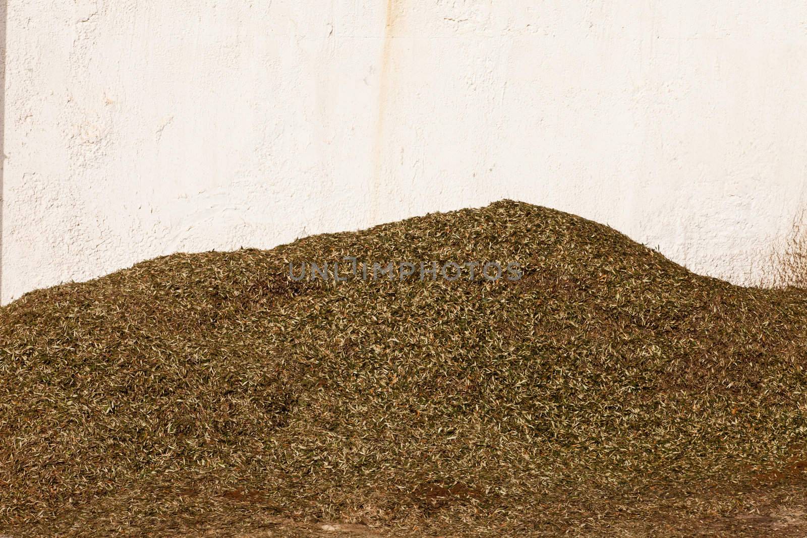Pile of olive leaves separated from the olives before being milled for olive oil.