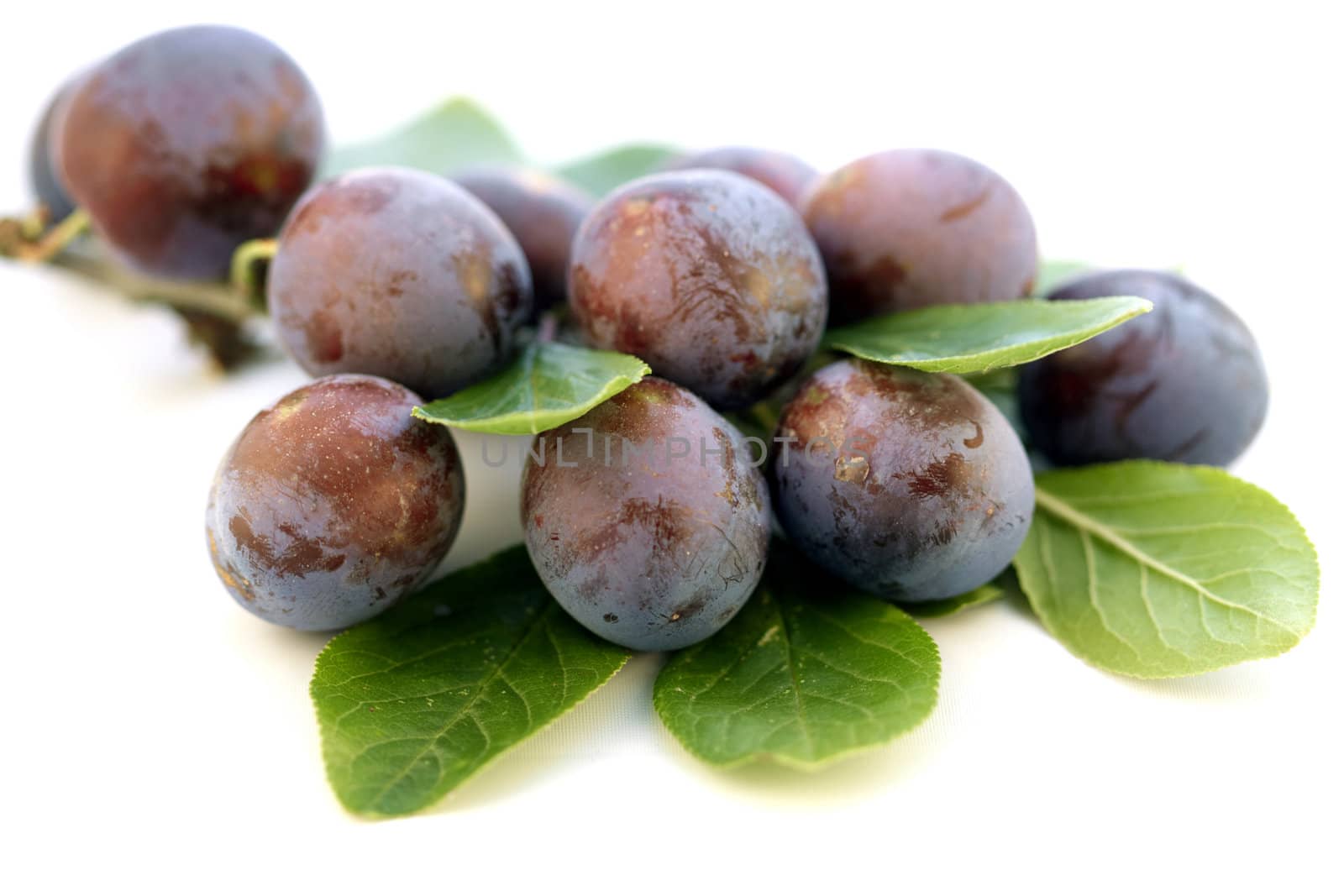 Branch with wild plums on white background