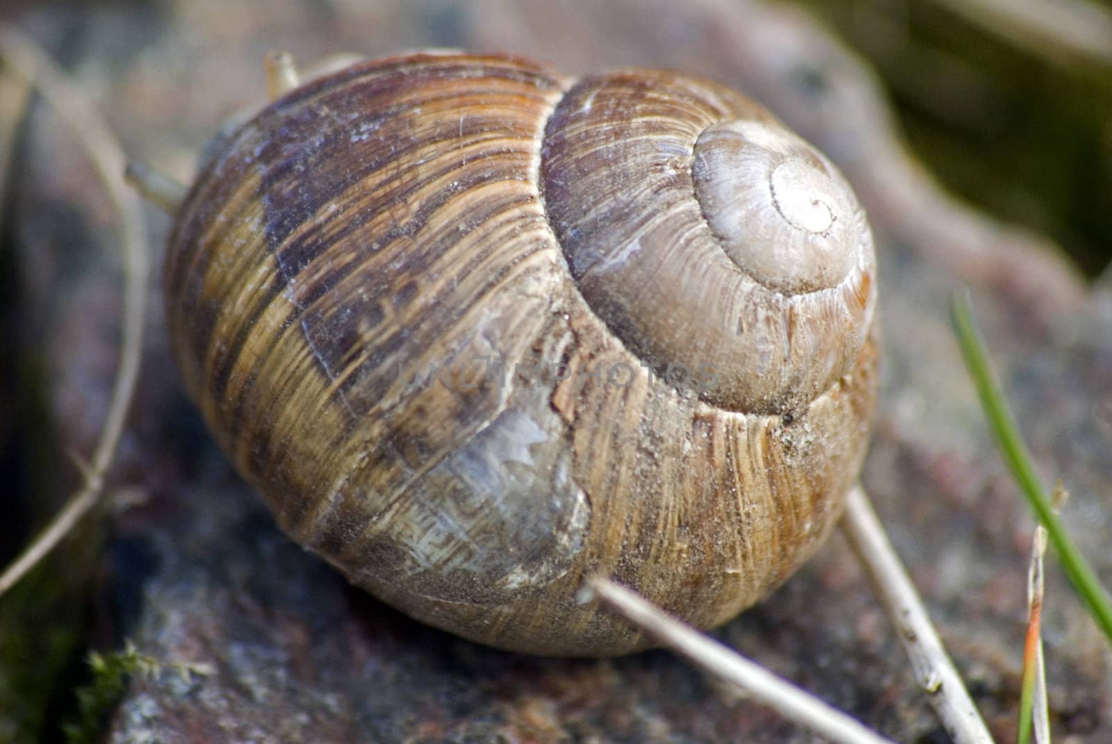 portrait of roman snail closeup on shell