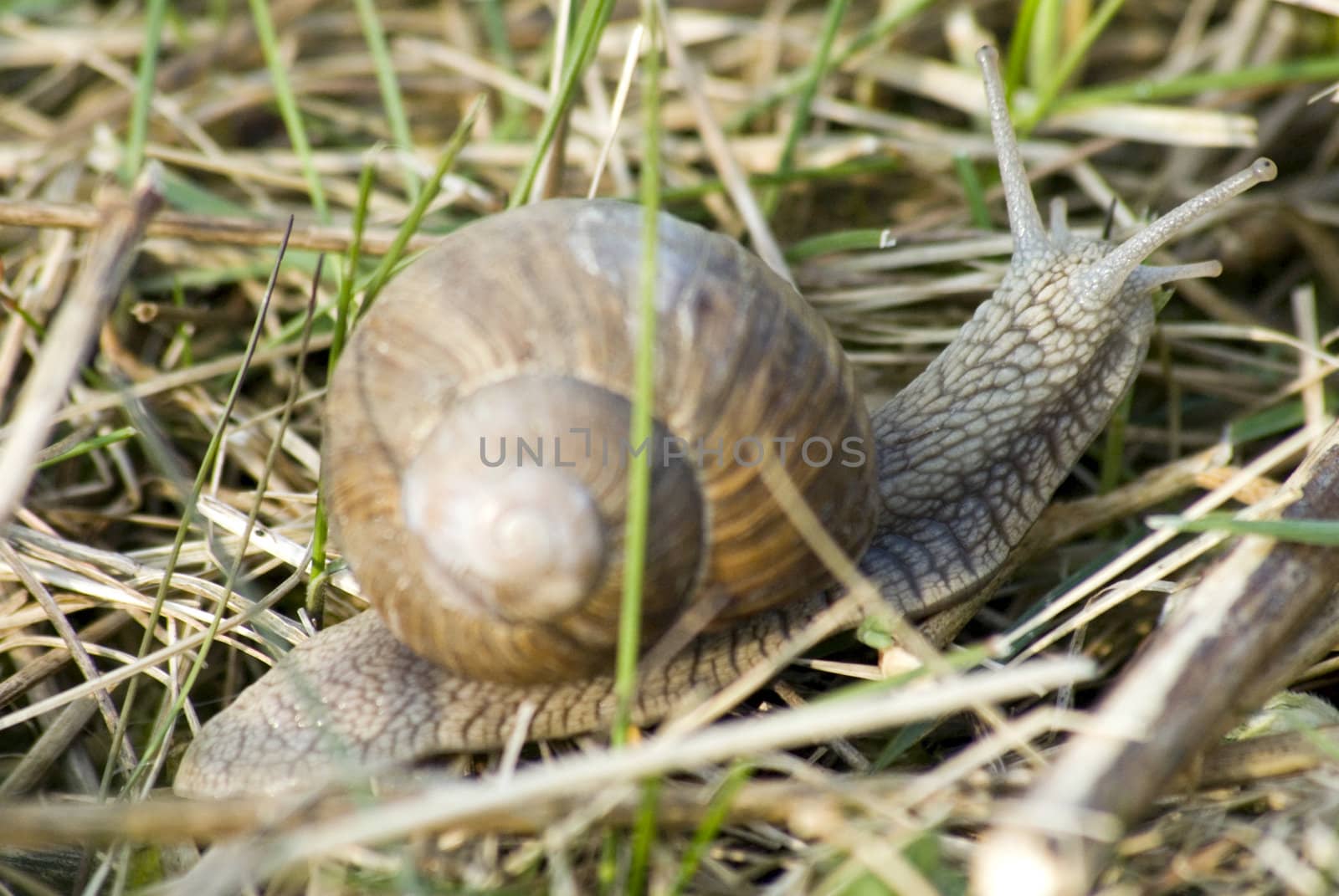 portrait of roman snail closeup on body