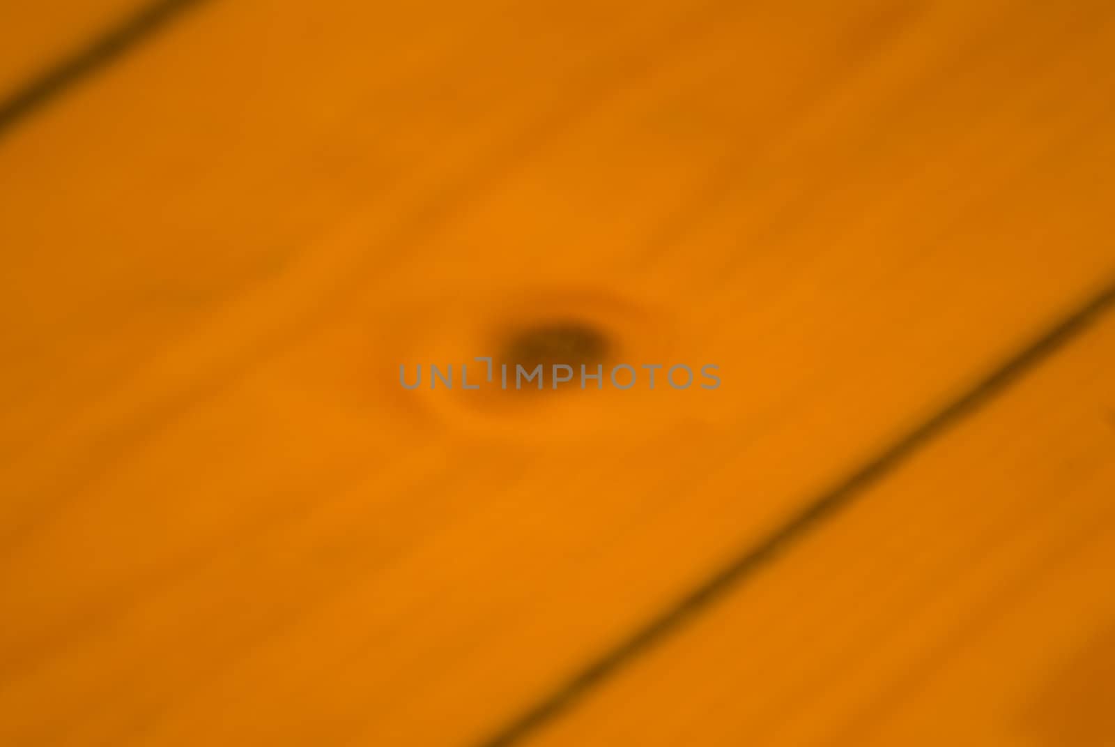 portrait of orange tree floor background template