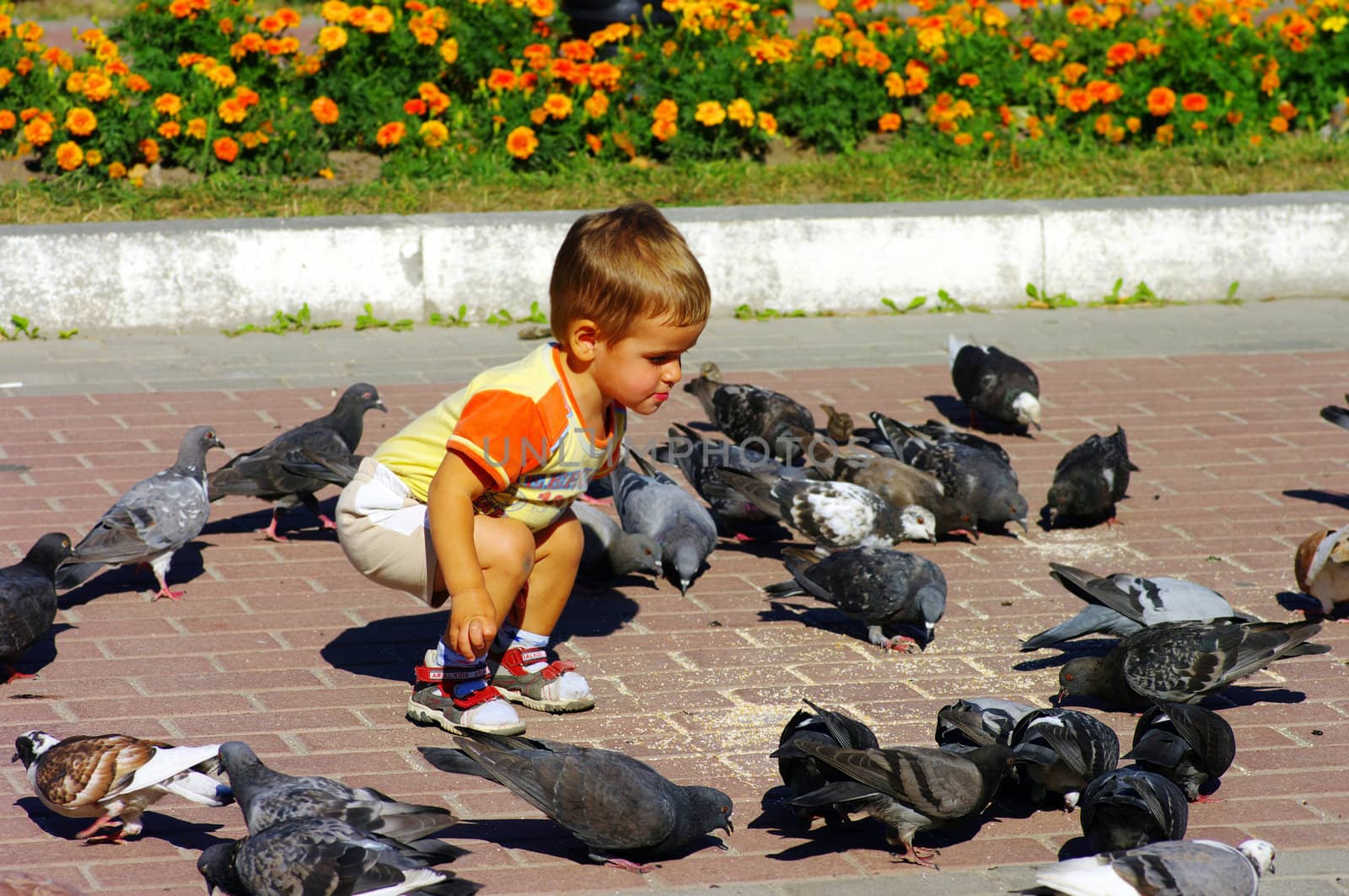 child feeding pigeon. Outdoor scene in the park