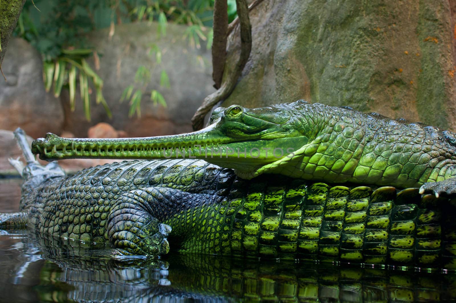 Indian Gavial / Gharial (Gavialis gangeticus) in the Lake