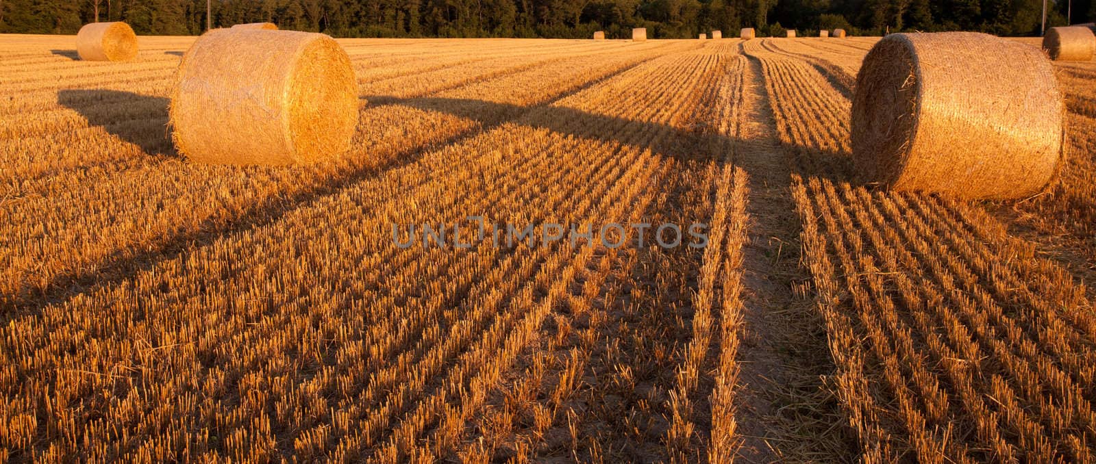 View of round wheat straw bale