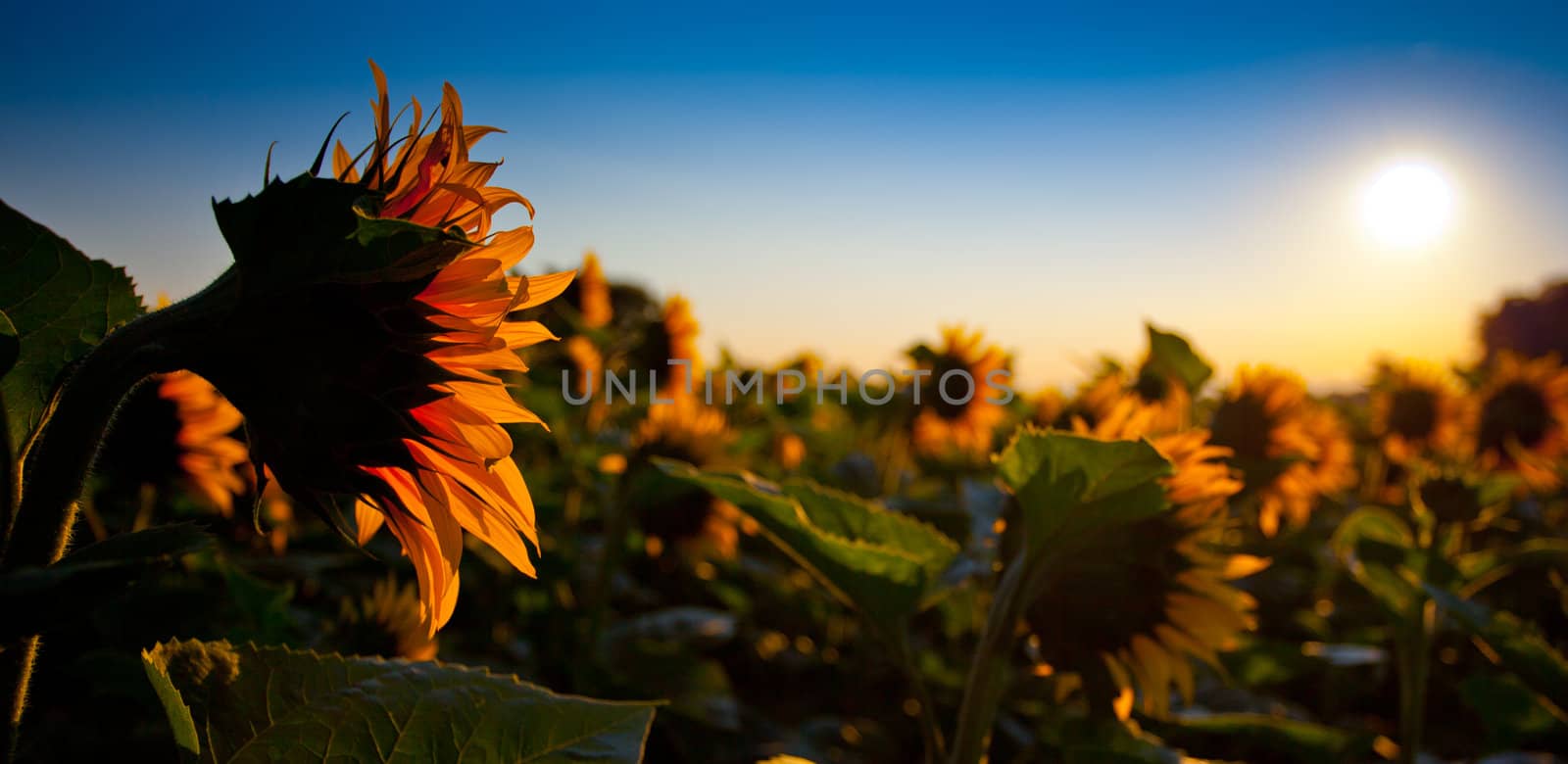 Sunflower silhouette  in the morning sunrise