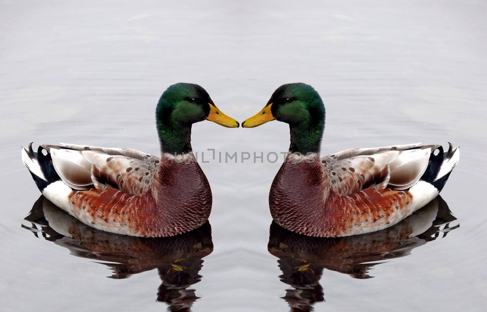 portrait of two mallard ducks in calm lake