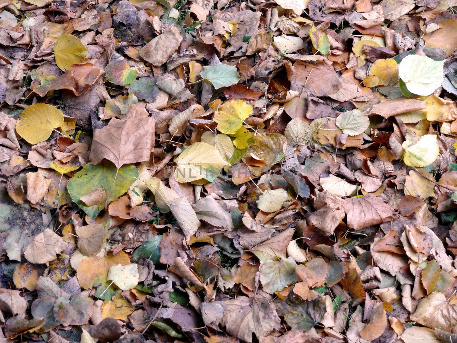 portrait of late autumn leaves background
