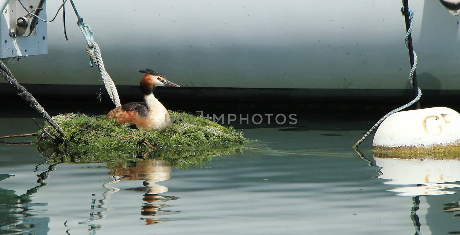 Great Crested Grebe (Podiceps cristatus) on its nest among boats