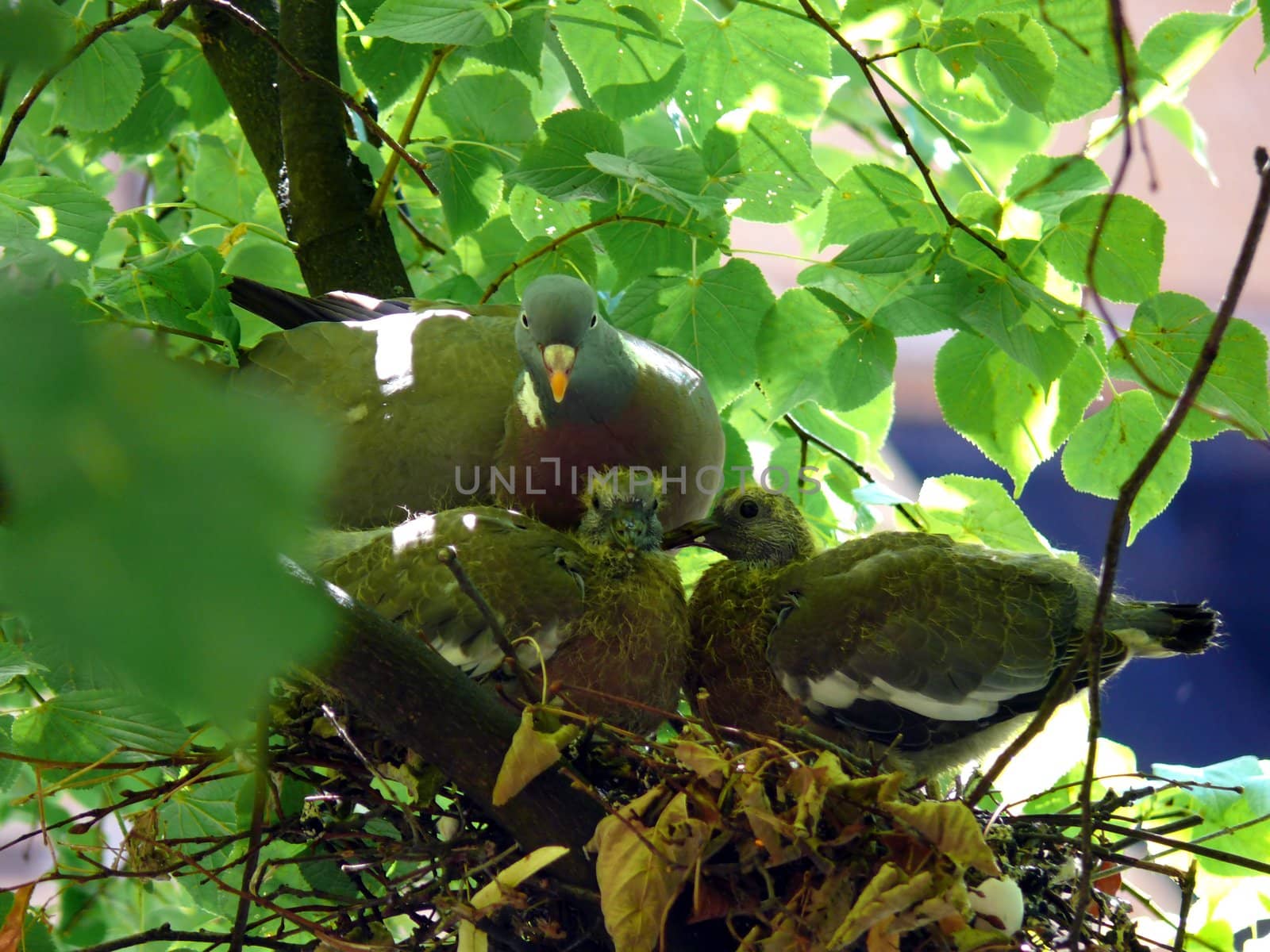 portrait of dove family at nest in tree