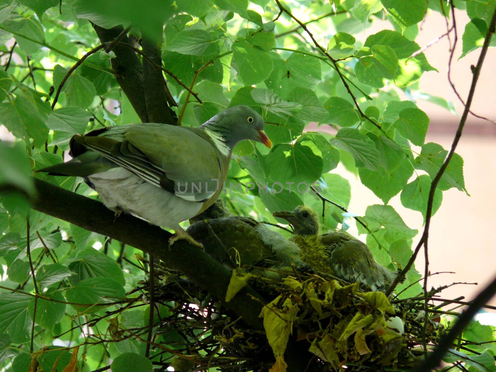 portrait of dove family at nest in tree