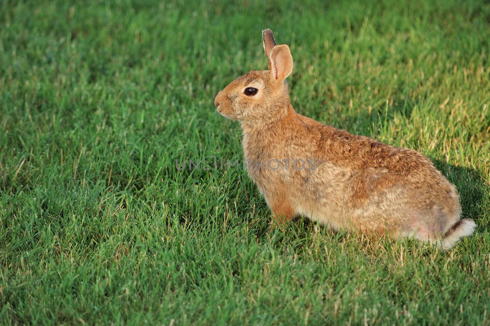 Cottontail rabbit sitting on the grass.