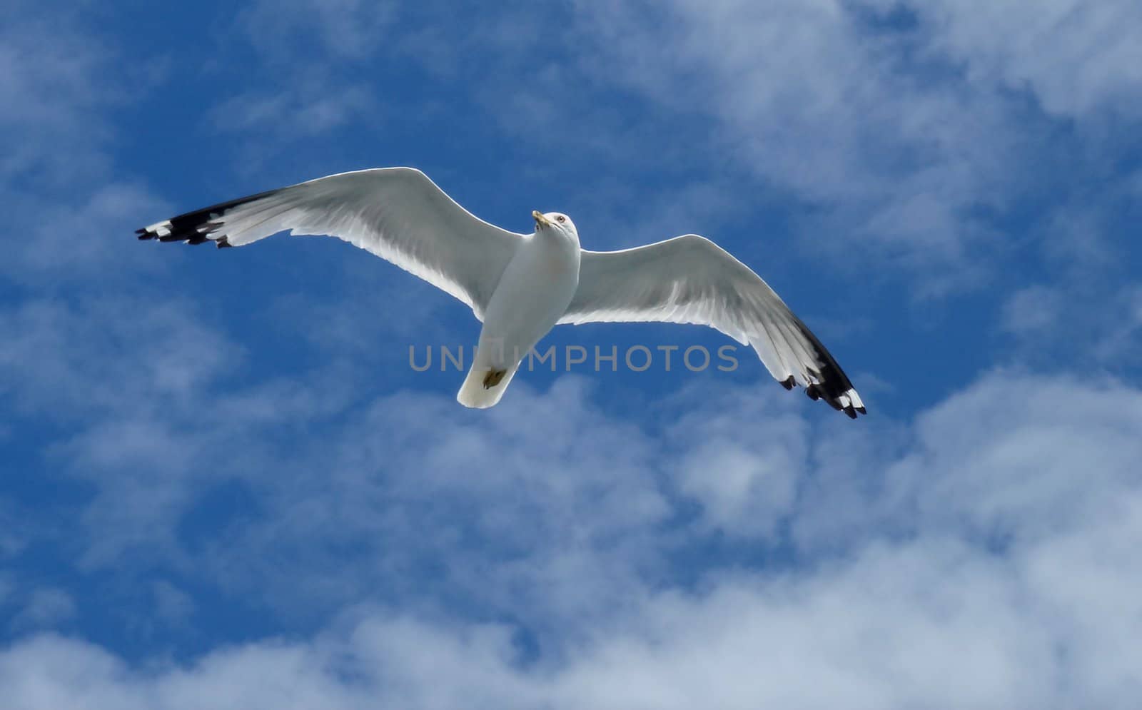 Close up of a white seagull flying in a blue sky with little clouds