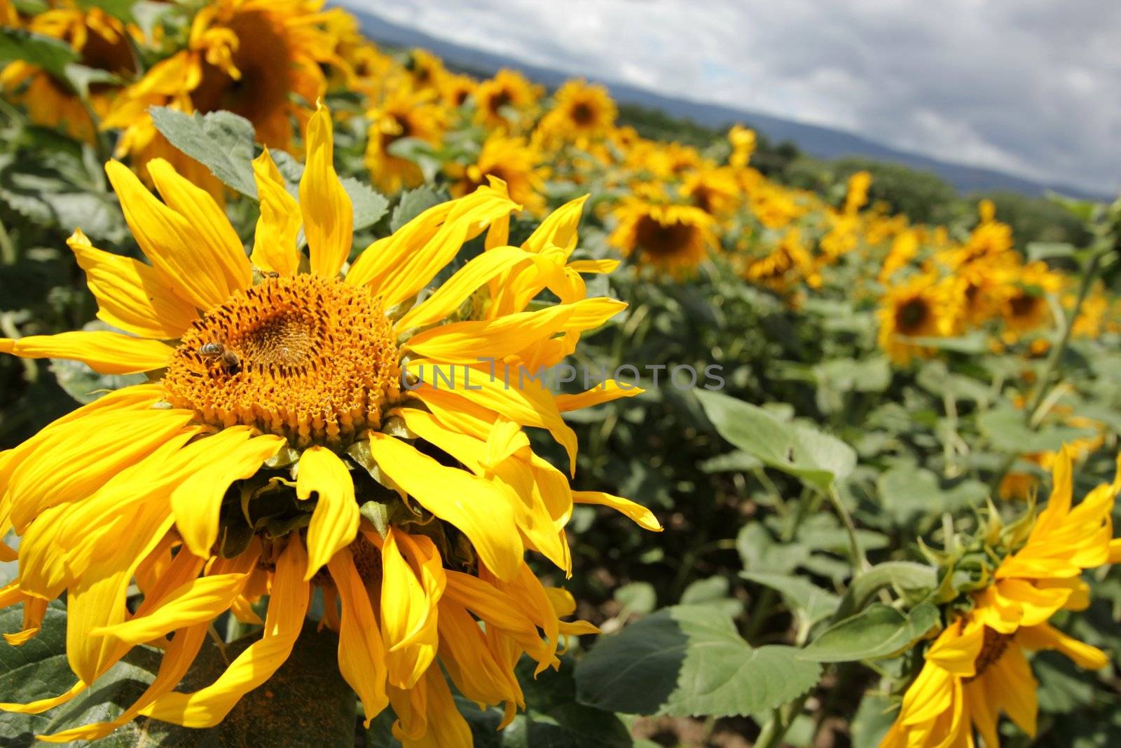 Bee on a sunflower behind a filed of similar flowers by cloudy weather