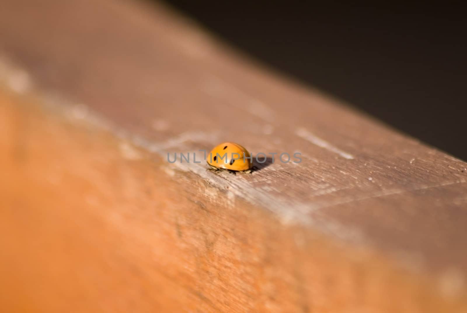 portrait of ladybug background template