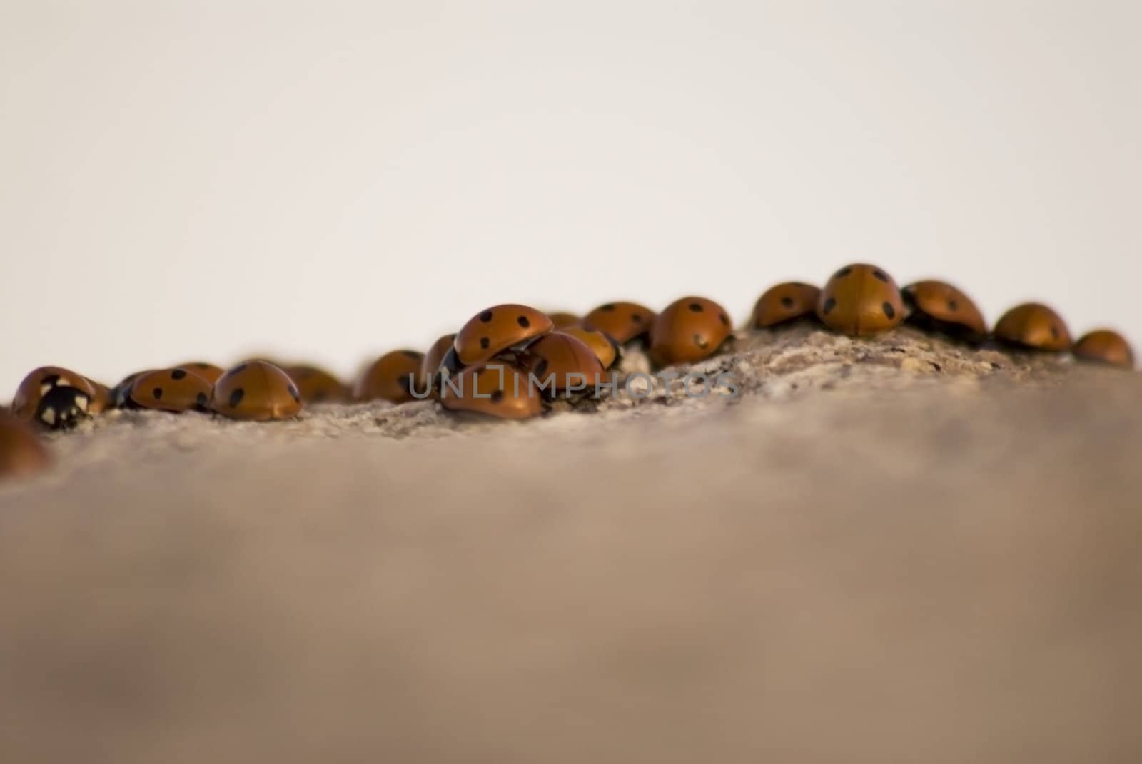 portrait of ladybug background template