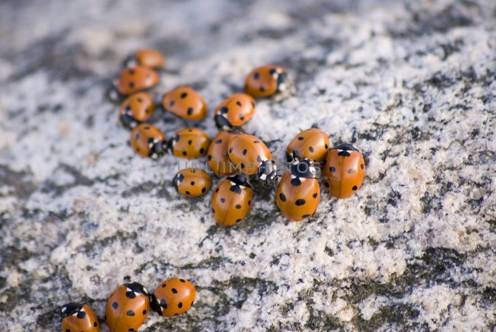 portrait of ladybug background template