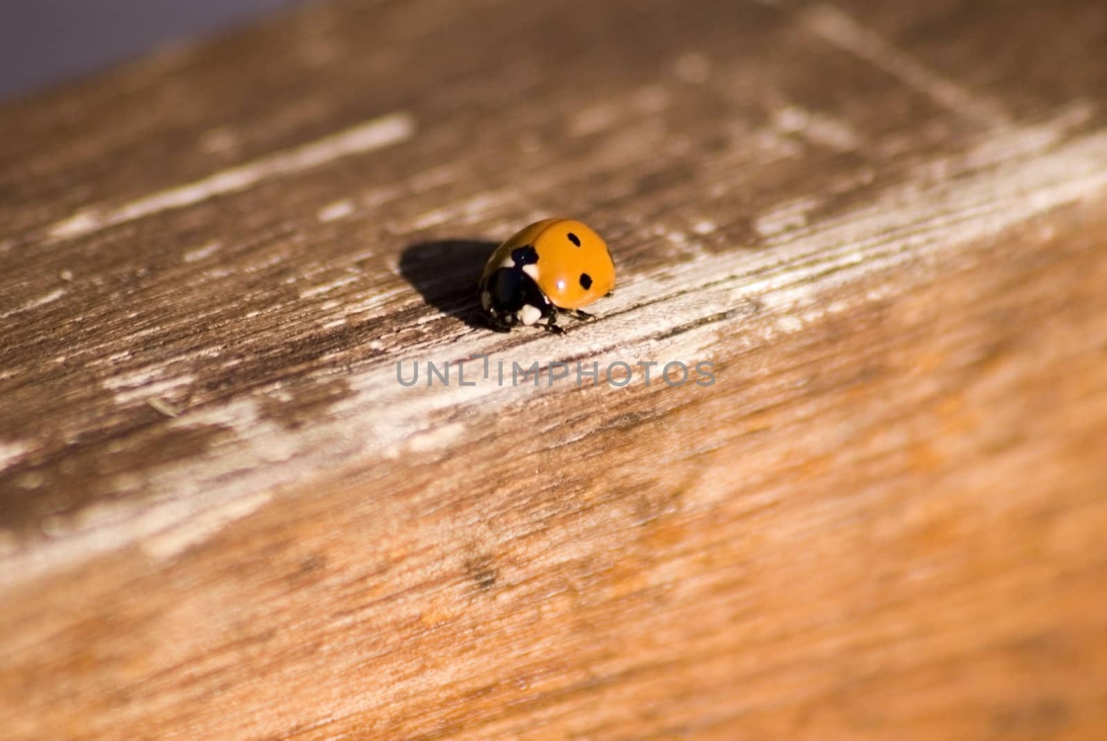 portrait of ladybug background template