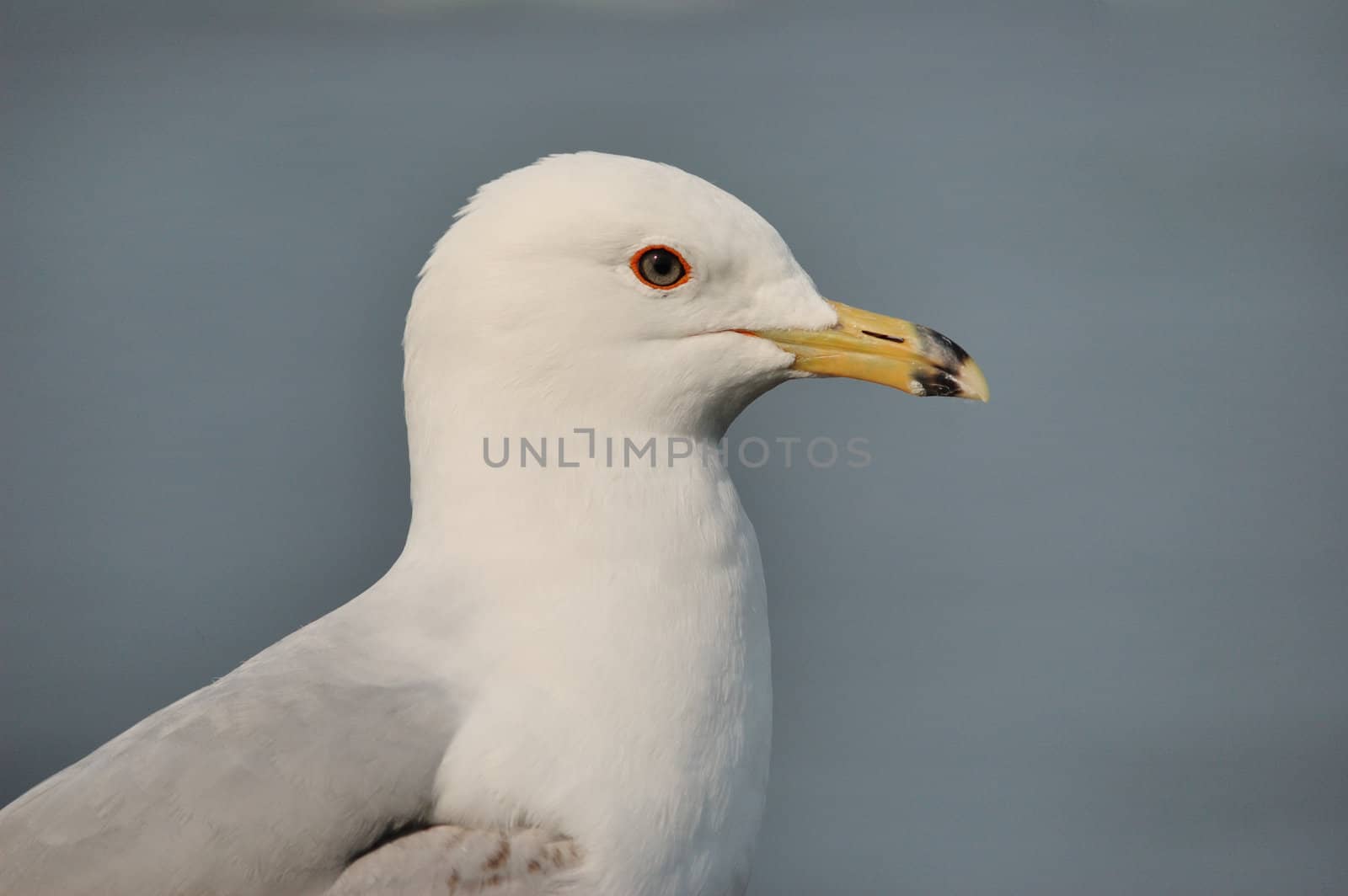 A ring-billed seagull closeup head shot.
