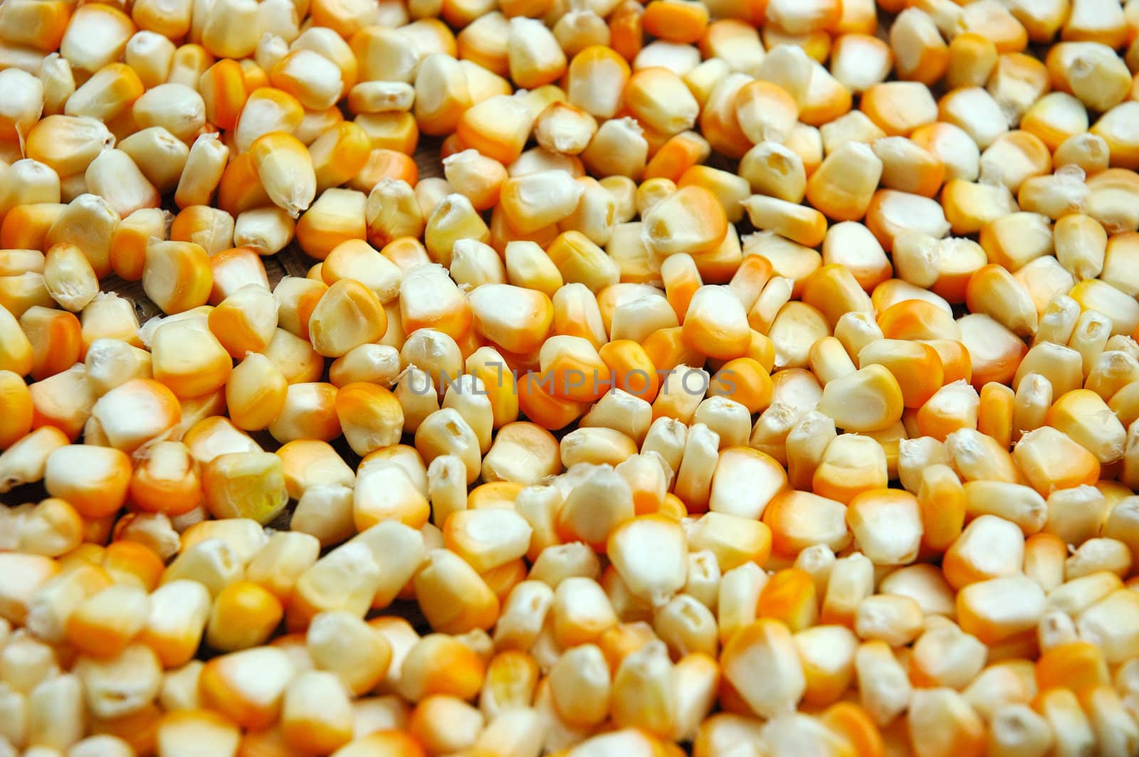 Ears of fresh corn as background