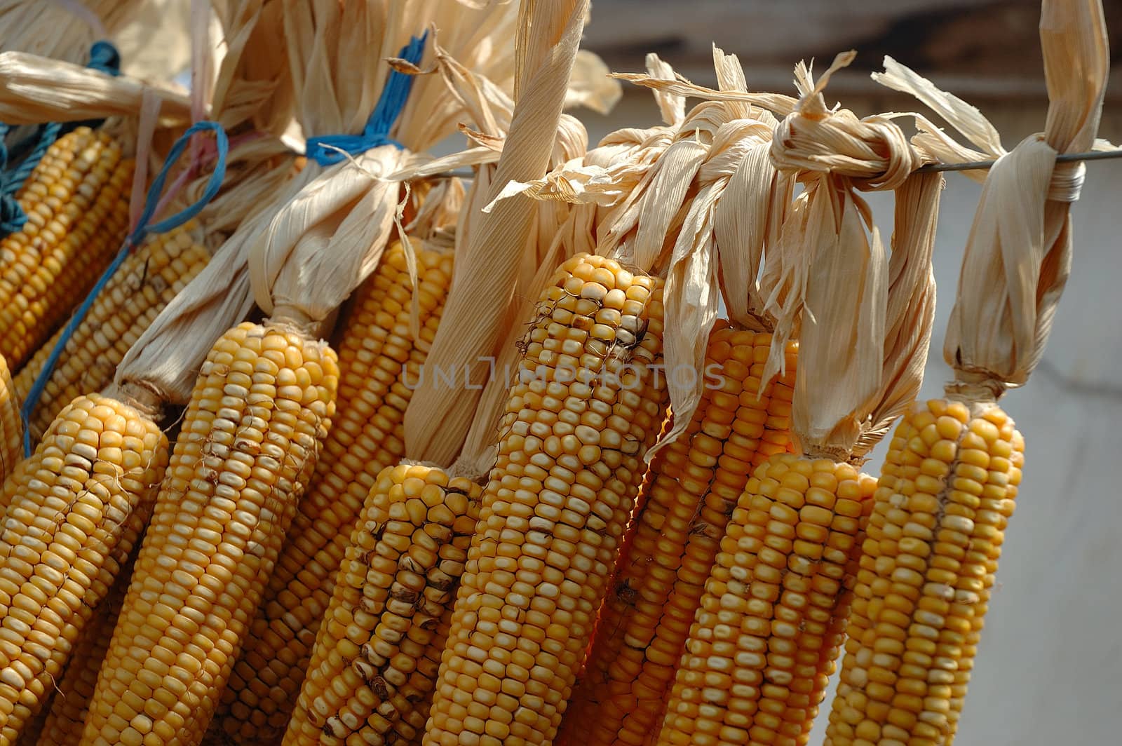 Ears of fresh corn as background
