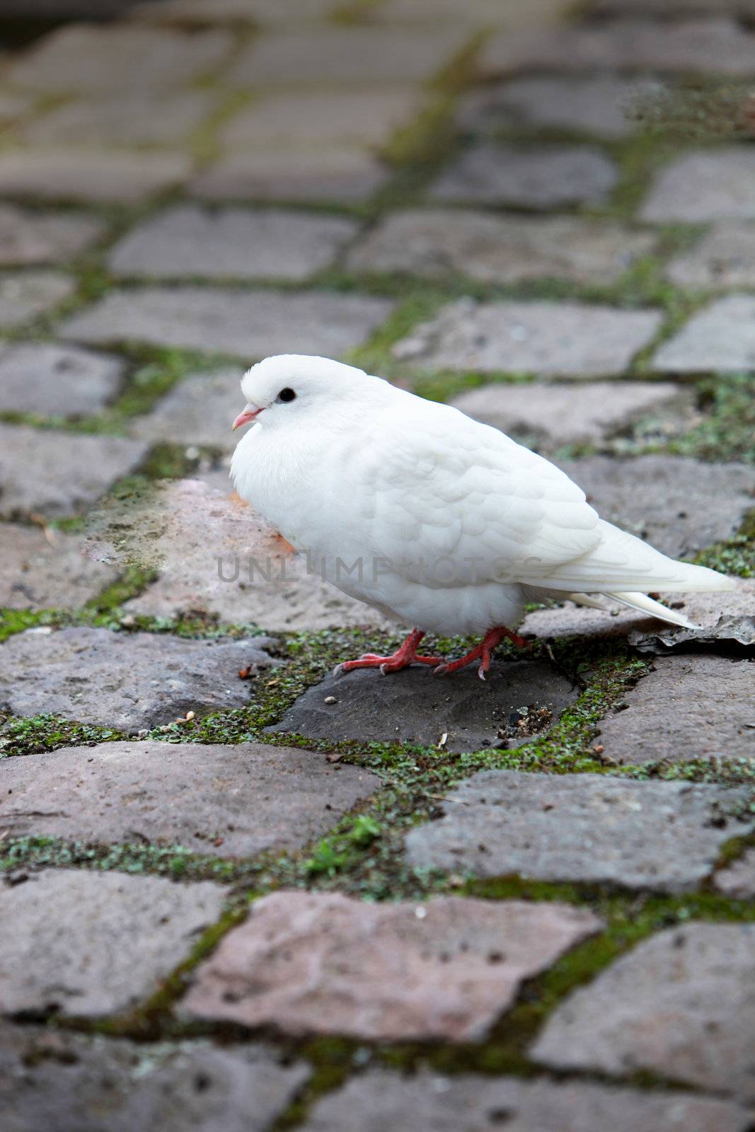  a white dove by Farina6000