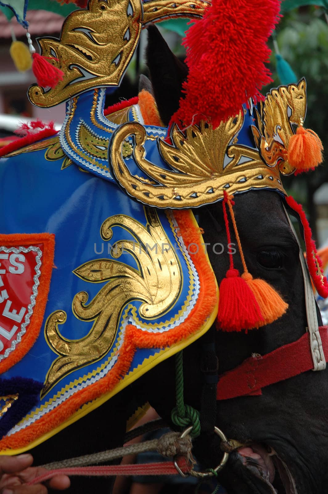 renggong horse-one of traditional ceremony heritage in indonesia