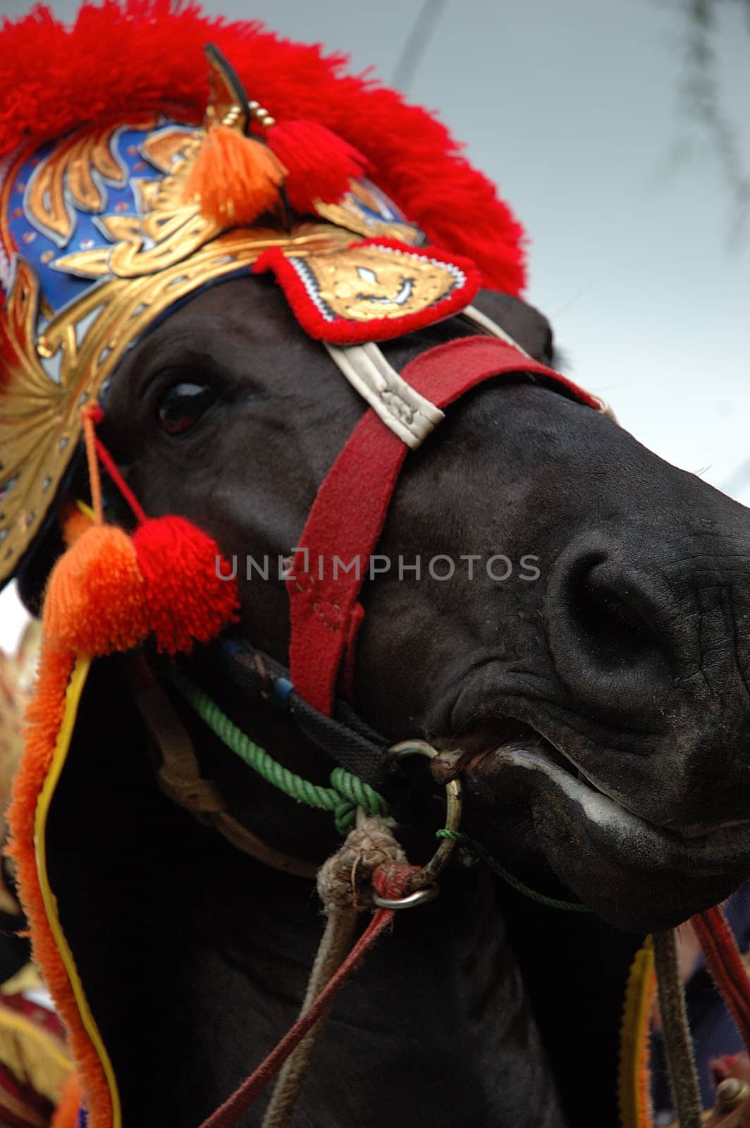 renggong horse-one of traditional ceremony heritage in indonesia