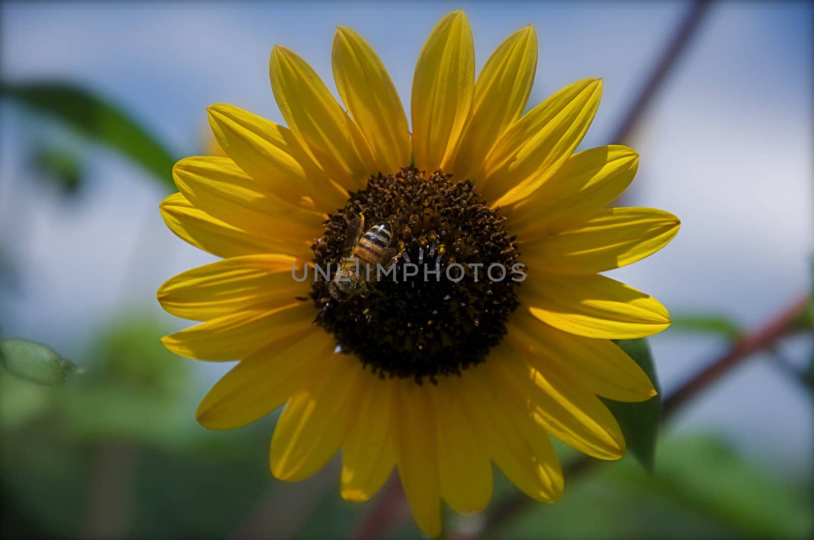 Bee on a Sunflower by gilmourbto2001