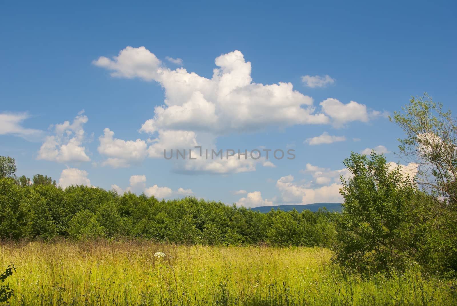 Summer landscape with blue sky with clouds  by antkevyv