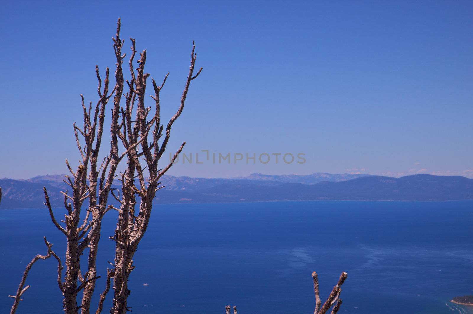 Lone dead tree top with a back drop of a blue sky and lake tahoe