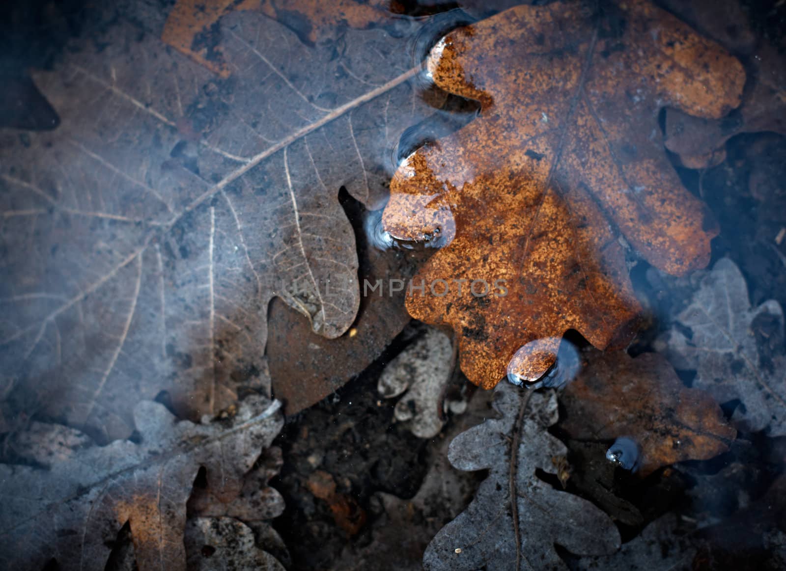 Last year's leaves in the melted water. by pashabo