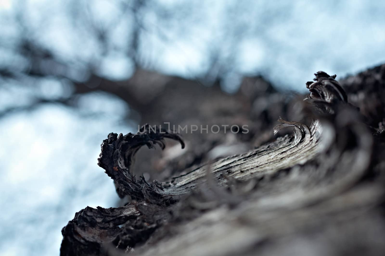 Birch tree trunk close up. Spring season. by pashabo