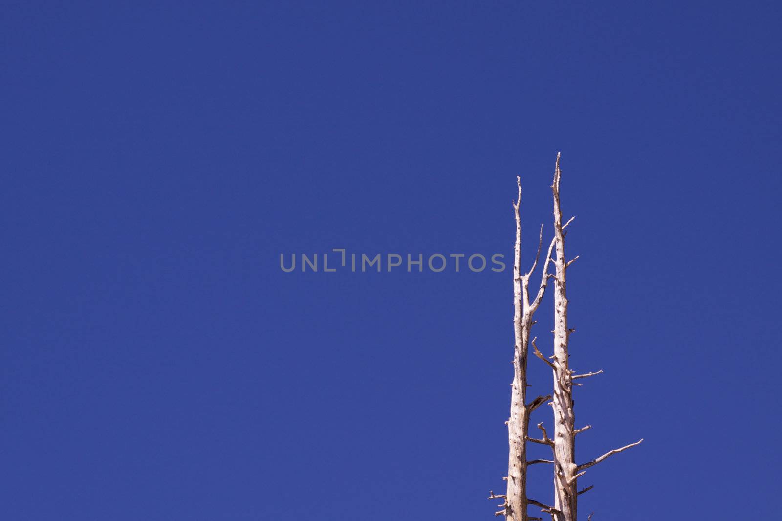 Two old pine trees agains a deep blue sky