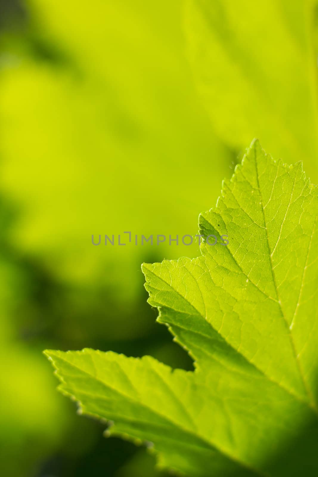 Green leaf. Abstract nature background
