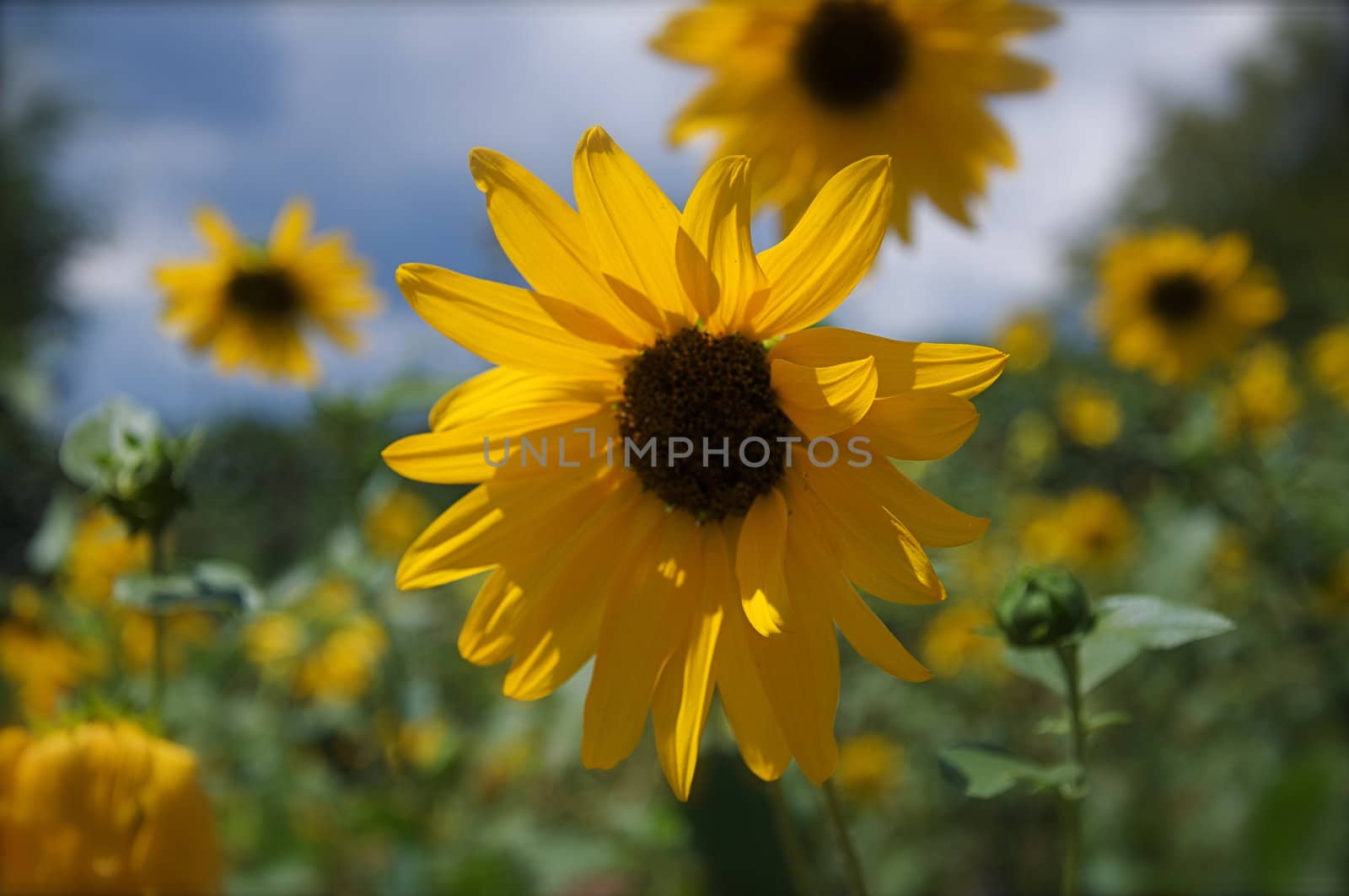 A field is loaded with summer sunflowers in Colorado.