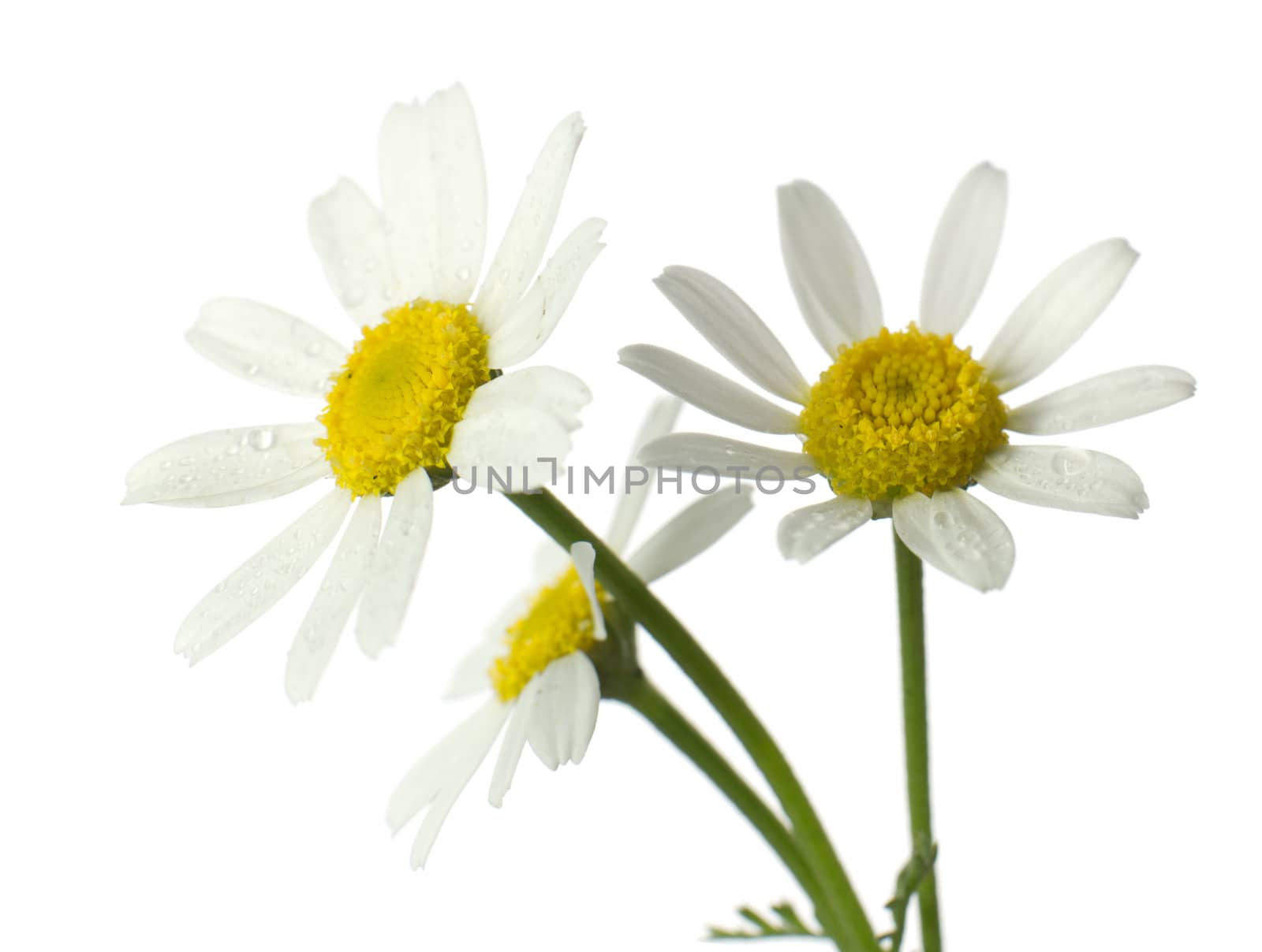 Chamomile flowers. Isolated on white, closeup. by pashabo