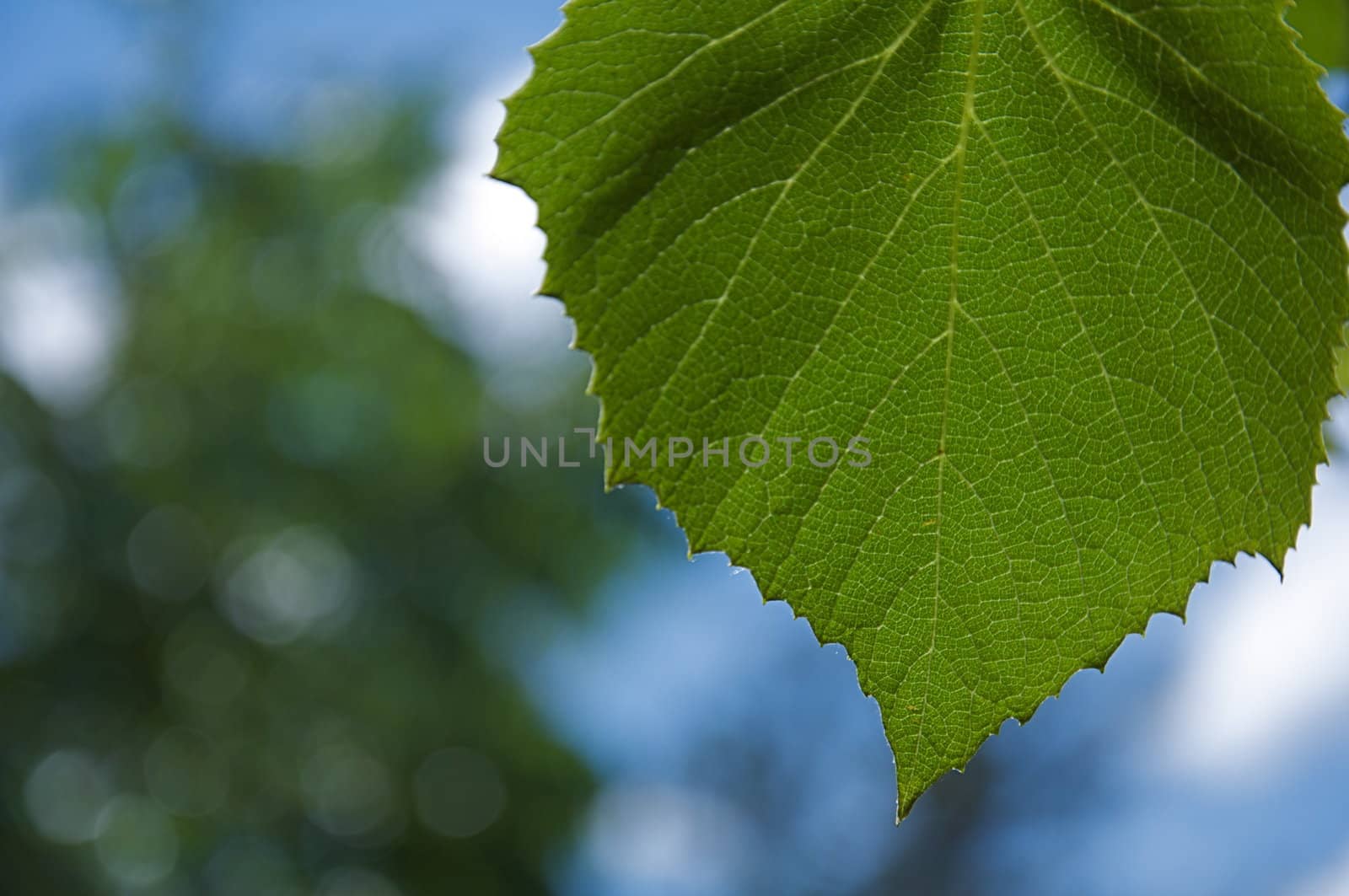 A large, green leaf hangs down in front of a blurred nature background.