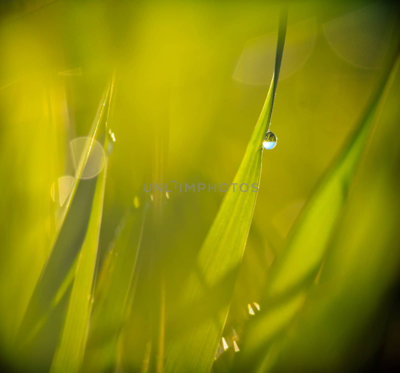 Drops on a grass