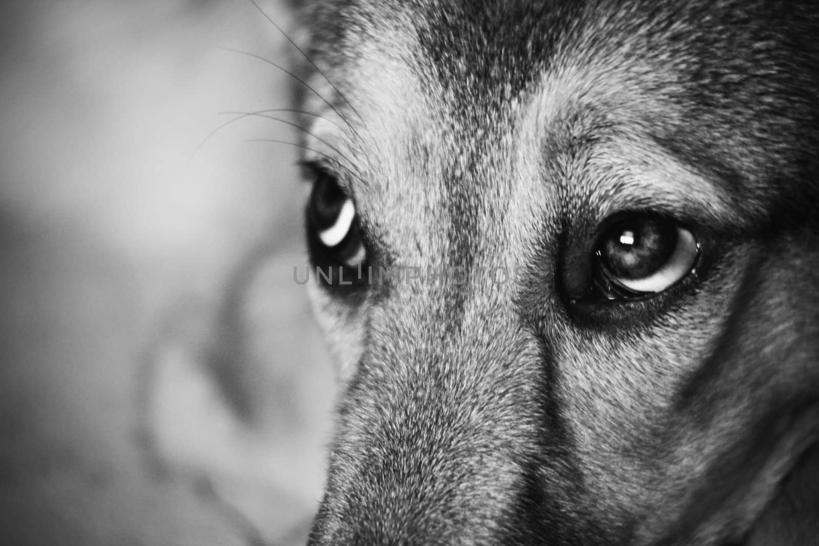 Look of the dog. Vintage styled monochrome grainy shot.