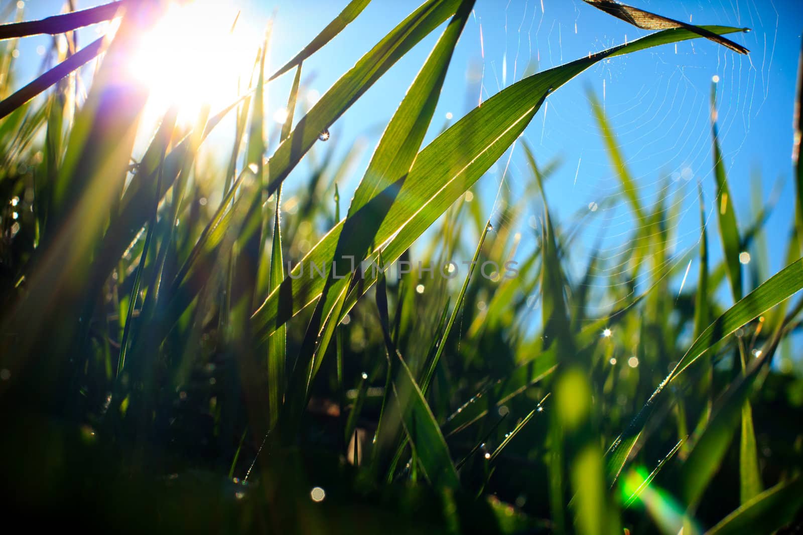 Grass and spider web, covered with morning dew in sun-rays. by pashabo