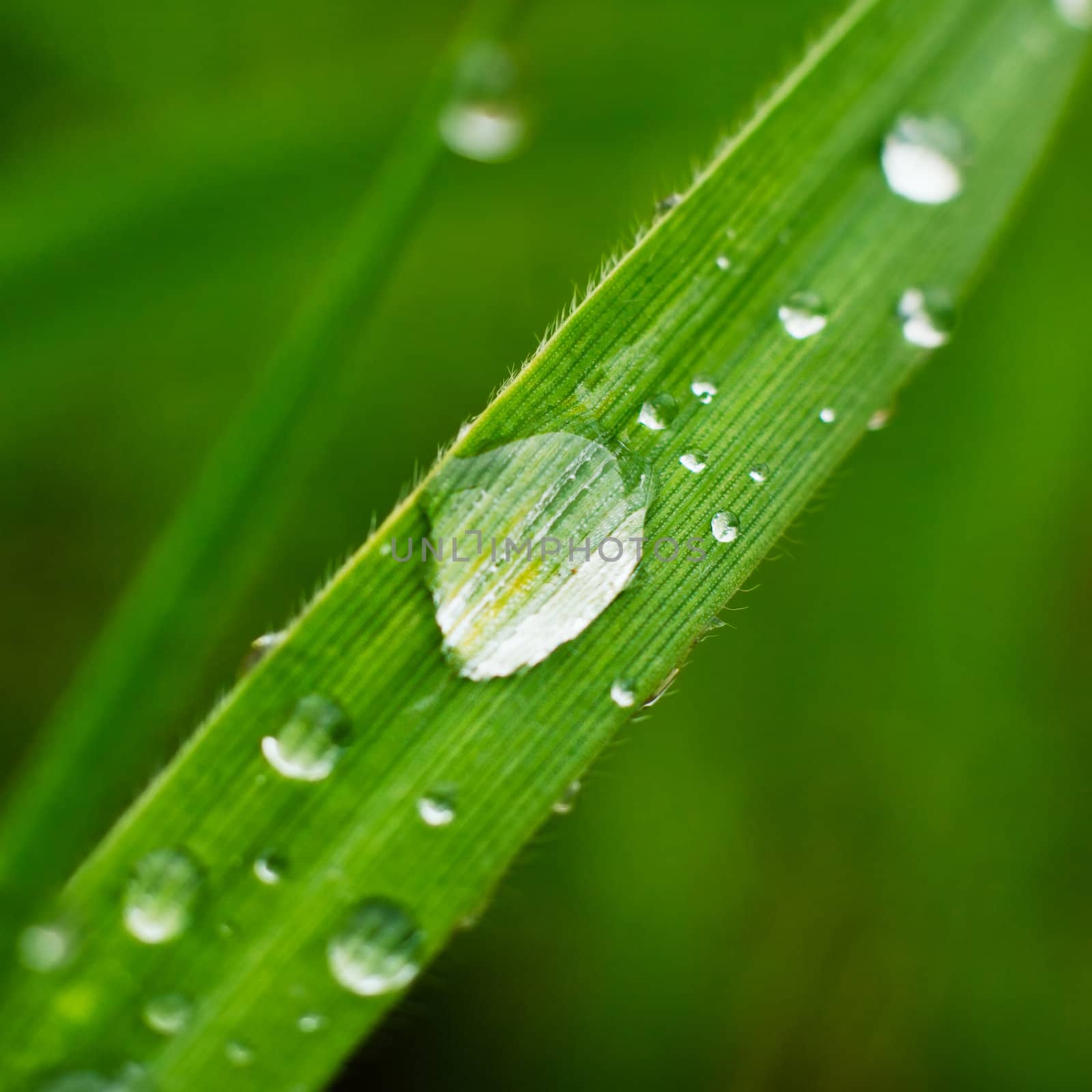 Fresh grass with dew drops closeup by pashabo