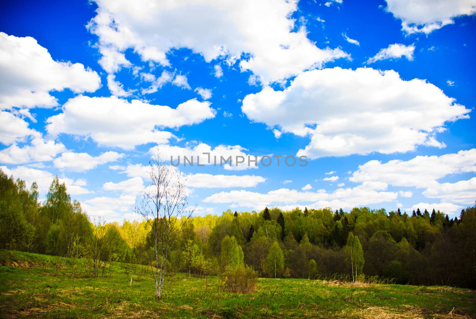 Spring forest and blue sky with white clouds by pashabo