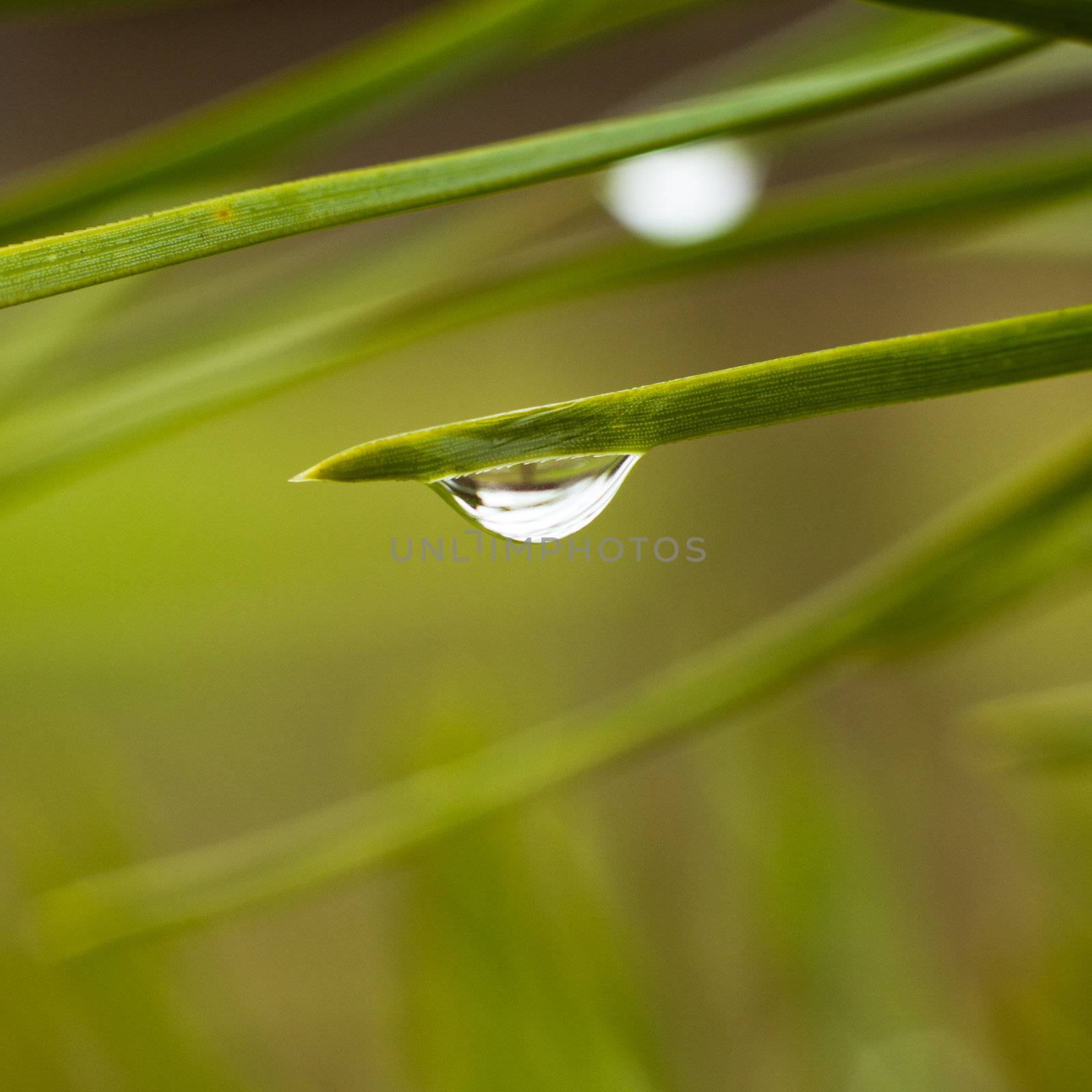 Closeup on drops over a pine tree by pashabo